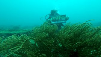 Mifa Initiates Coral Reef Rehabilitation Activities